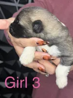 Girl pink 3 , a female Akita for sale in Victorville, CA – 2 of 2