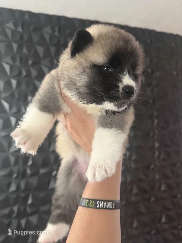 CKC Grey Girl 4  – Akita puppy for sale in Victorville, CA
