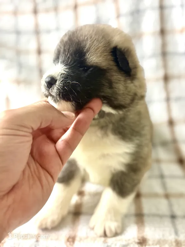 CKC Grey Girl 4  – Akita puppy for sale in Victorville, CA