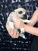 CKC Grey Girl 4 , a female Akita for sale in Victorville, CA – 3 of 5