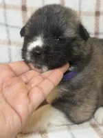 CKC purple girl 6, a female Akita for sale in Victorville, CA – 4 of 5