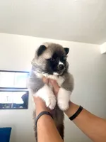 CKC Grey Girl, a female Akita for sale in Victorville, CA – 5 of 5