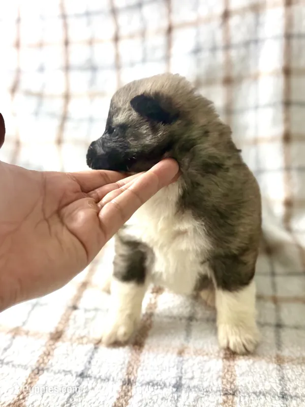 CKC Brown girl 6 – Akita puppy for sale in Victorville, CA