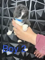 CKC Navy blue 3, a male Akita for sale in Victorville, CA – 2 of 3