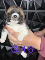 Purple girl 6 , a female Akita for sale in Victorville, CA – 1 of 2