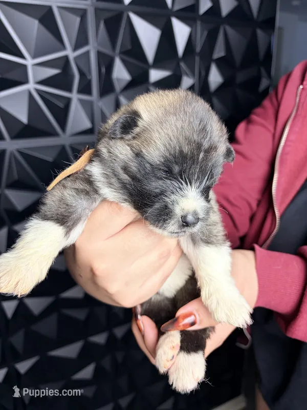 CKC Brown girl 6 – Akita puppy for sale in Victorville, CA
