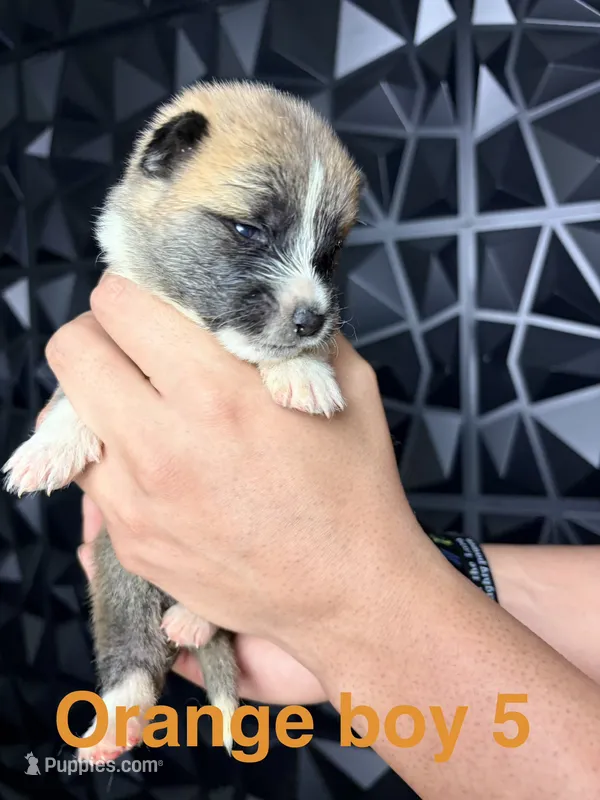 CKC Orange boy 5 – Akita puppy for sale in Victorville, CA