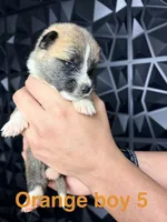 CKC Orange boy 5, a male Akita for sale in Victorville, CA – 1 of 3