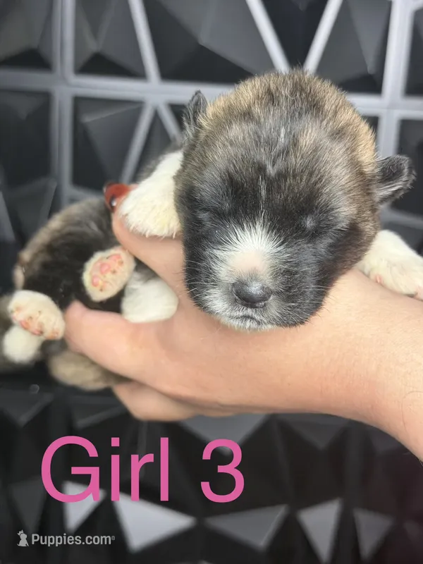 Girl pink 3  – Akita puppy for sale in Victorville, CA