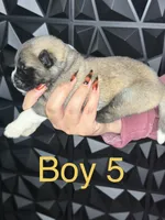 Yellow boy 5 , a male Akita for sale in Victorville, CA – 2 of 2