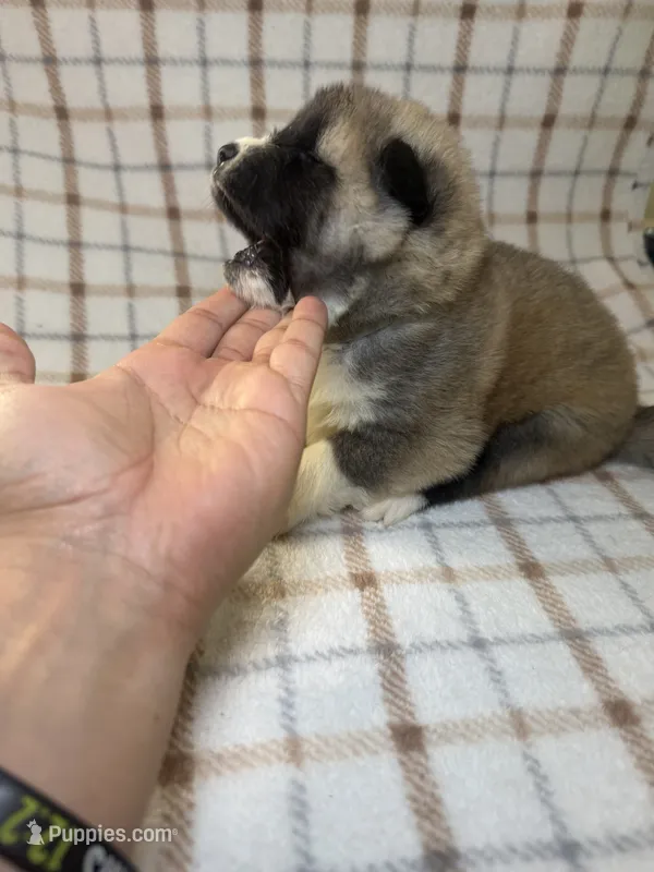 CKC Grey Girl 4  – Akita puppy for sale in Victorville, CA