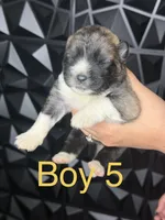 Yellow boy 5 , a male Akita for sale in Victorville, CA – 1 of 2