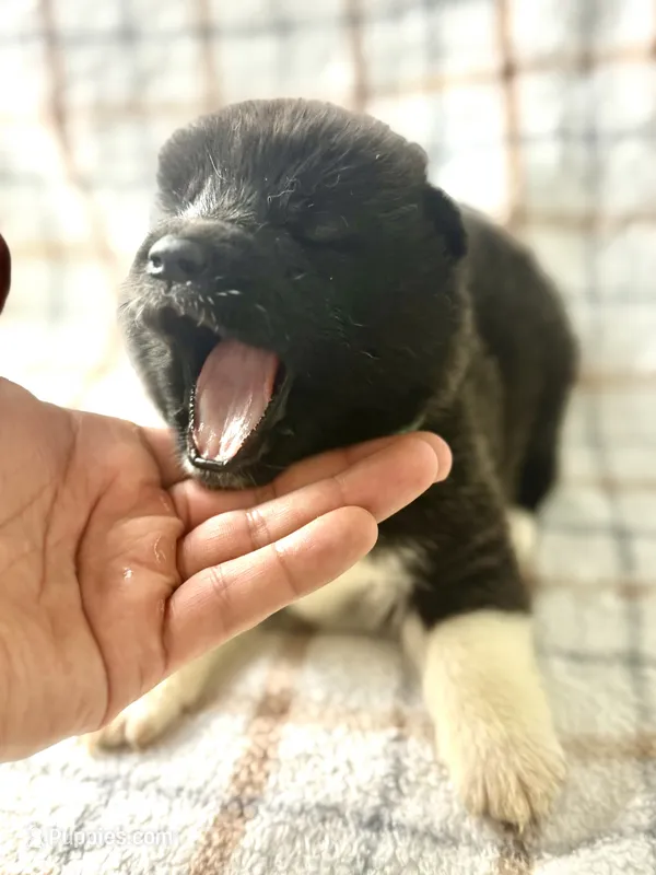 CKC Blue 2 – Akita puppy on hold in Victorville, CA
