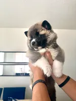 CKC Grey Girl, a female Akita for sale in Victorville, CA – 2 of 5
