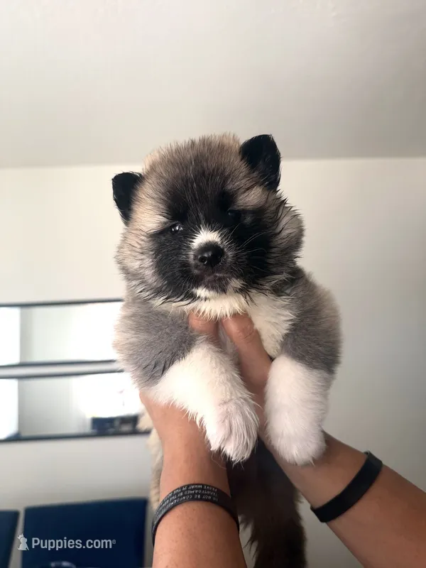 CKC Grey Girl 4  – Akita puppy for sale in Victorville, CA