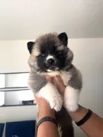 CKC Grey Girl, a female Akita for sale in Victorville, CA – 1 of 5