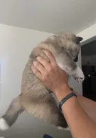 CKC Grey Girl, a female Akita for sale in Victorville, CA – 4 of 5