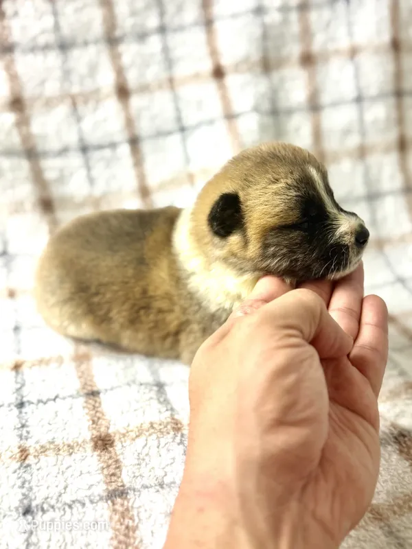 CKC Orange boy 5 – Akita puppy for sale in Victorville, CA