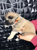 CKC Brown girl 6, a female Akita for sale in Victorville, CA – 2 of 3