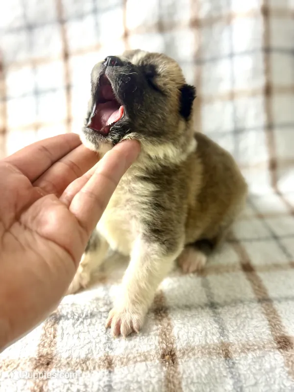 CKC Orange boy 5 – Akita puppy for sale in Victorville, CA