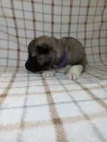 CKC purple girl 6, a female Akita for sale in Victorville, CA – 2 of 5