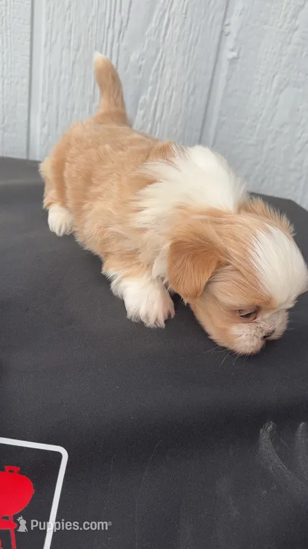 Simba – Shih Tzu puppy for sale in Mesquite, TX