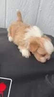 Simba, a female Shih Tzu for sale in Mesquite, TX – 1 of 1