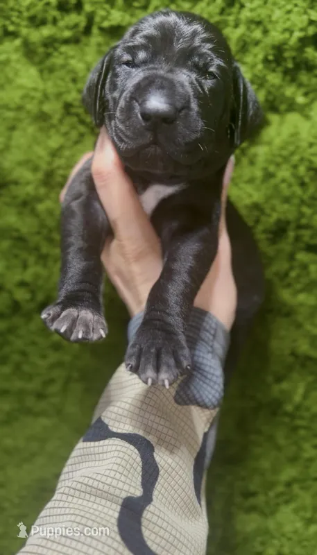 "Pooh Bear" – German Shorthaired Pointer puppy for sale in Folsom, CA