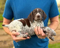 Cheshire , a female German Shorthaired Pointer for sale in Folsom, CA – Photo 1 of 2