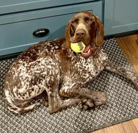 Jewel, a female German Shorthaired Pointer for sale in Folsom, CA – Photo 1 of 2