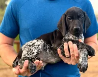 Opal, a female German Shorthaired Pointer for sale in Folsom, CA – Photo 1 of 2