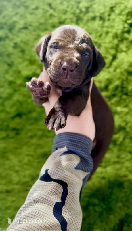 "Gummy Bear" – German Shorthaired Pointer puppy for sale in Folsom, CA