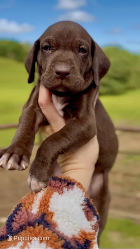 "Cinnamon Bear" – German Shorthaired Pointer puppy for sale in Folsom, CA