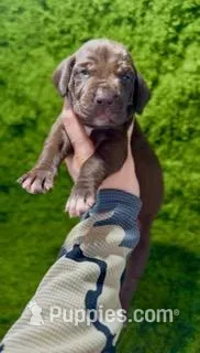 "Cinnamon Bear" – German Shorthaired Pointer puppy for sale in Folsom, CA