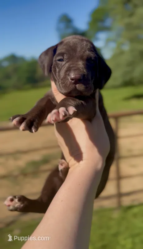 "Cinnamon Bear" – German Shorthaired Pointer puppy for sale in Folsom, CA