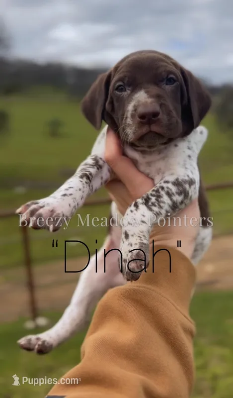 Dinah