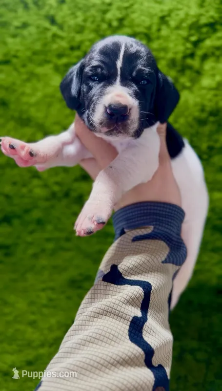 "Panda Bear" – German Shorthaired Pointer puppy for sale in Folsom, CA