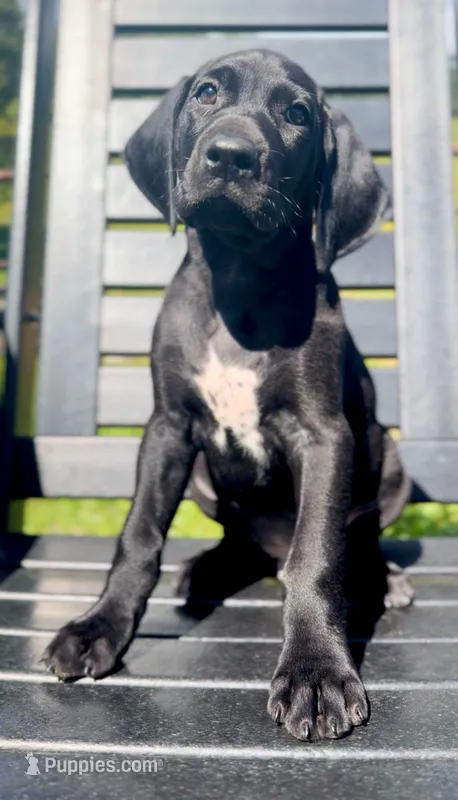 "Teddy Bear" – German Shorthaired Pointer puppy for sale in Folsom, CA