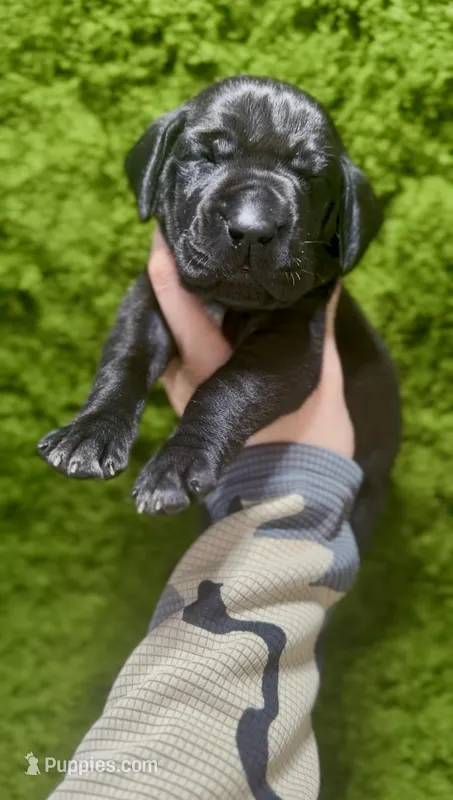 "Baloo Bear" – German Shorthaired Pointer puppy for sale in Folsom, CA