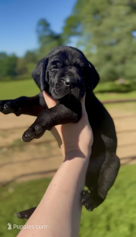 "Baloo Bear" – German Shorthaired Pointer puppy for sale in Folsom, CA