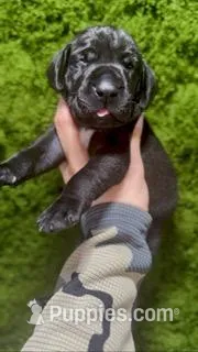 "Teddy Bear" – German Shorthaired Pointer puppy for sale in Folsom, CA