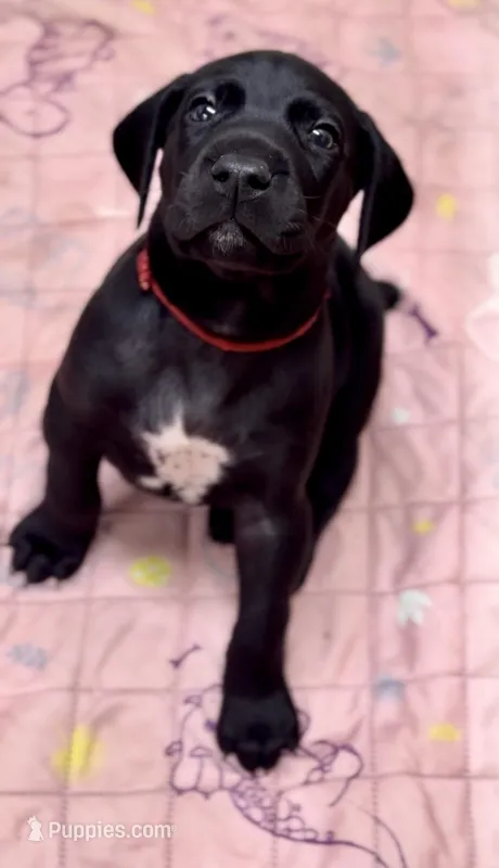 "Teddy Bear" – German Shorthaired Pointer puppy for sale in Folsom, CA