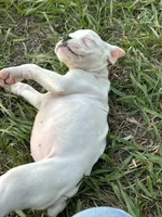 Ivy, a female Boxer for sale in Lakeland, FL – Photo 3 of 3