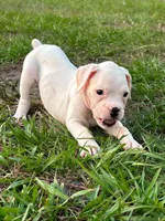 Ivy, a female Boxer for sale in Lakeland, FL – Photo 1 of 3