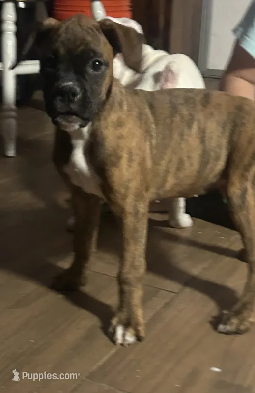 Julia – Boxer puppy for sale in Lakeland, FL