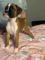 Penny, a female Boxer for sale in Lakeland, FL – 2 of 3