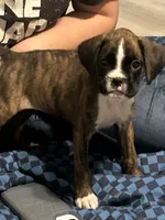 Emery , a female Boxer for sale in Lakeland, FL – 1 of 2