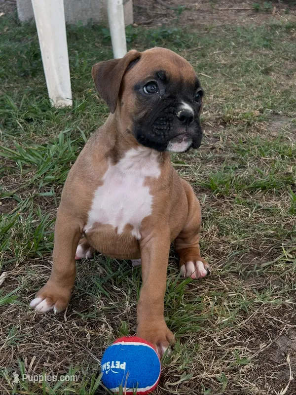 Adam – Boxer puppy on hold in Lakeland, FL