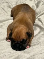 Sugars litter, a male Boxer for sale in Lakeland, FL – Photo 4 of 4