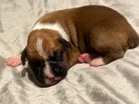 Sugars litter, a male Boxer for sale in Lakeland, FL – Photo 1 of 4